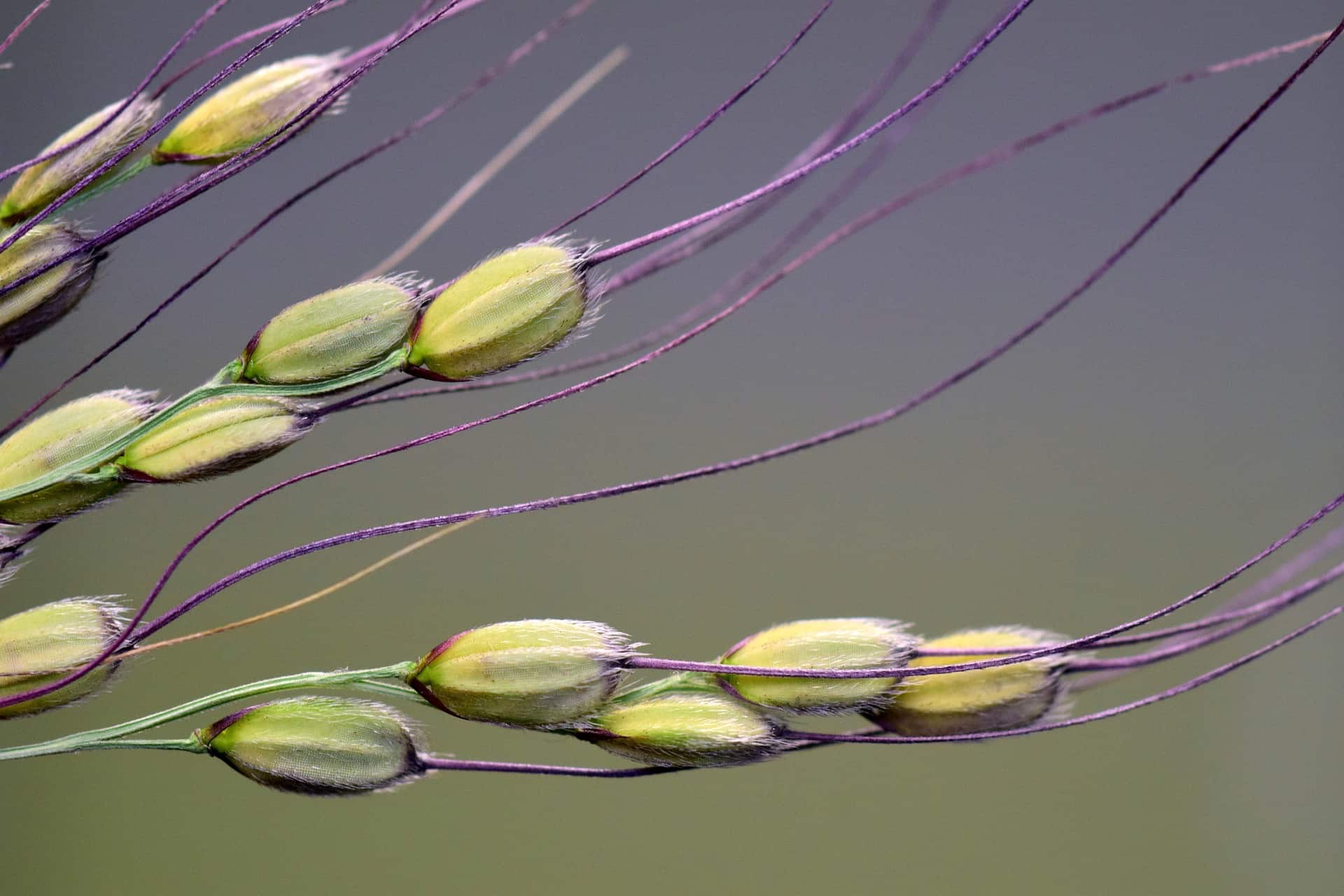 rice grain with husk